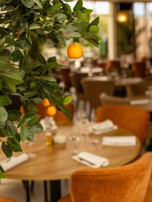 Gros plan sur un oranger avec des oranges mûres au premier plan, à l'intérieur d'un des nouveaux restaurants de Casablanca, avec des tables rondes et des chaises brunes rembourrées.